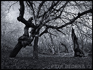 1 položka z fotogalerie, malé (thumbnail) ukázkové foto. Stromy - Praha, Divoká Šárka